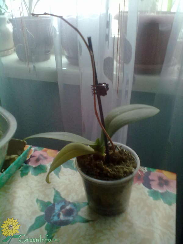 Что делать со стрелкой, когда орхидея отцвела?