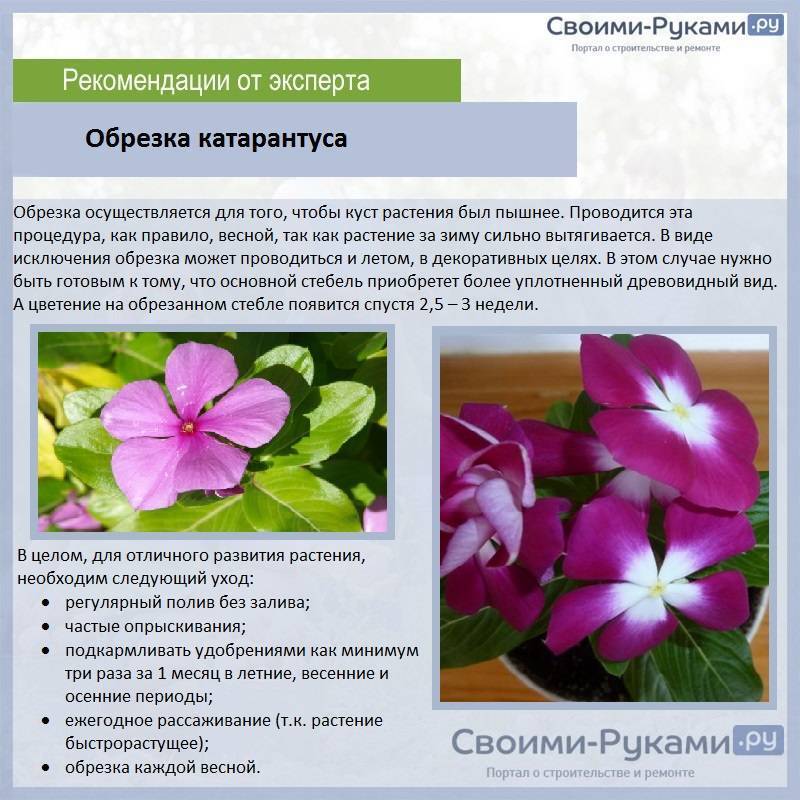 Катарантус, или розовый барвинок - растение талисман и лекарь