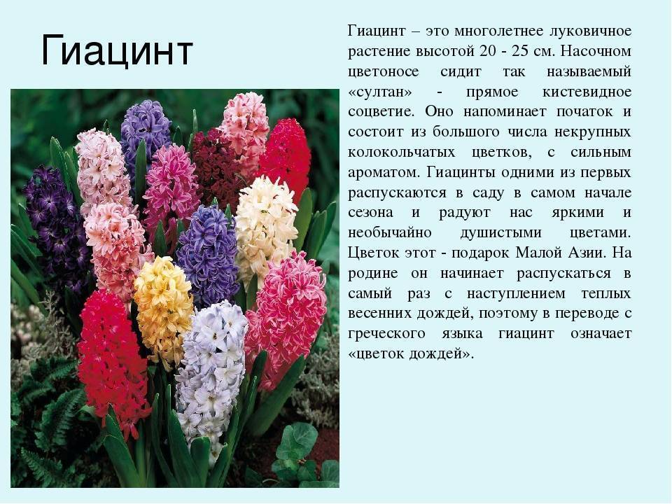Юта цветок фото и описание