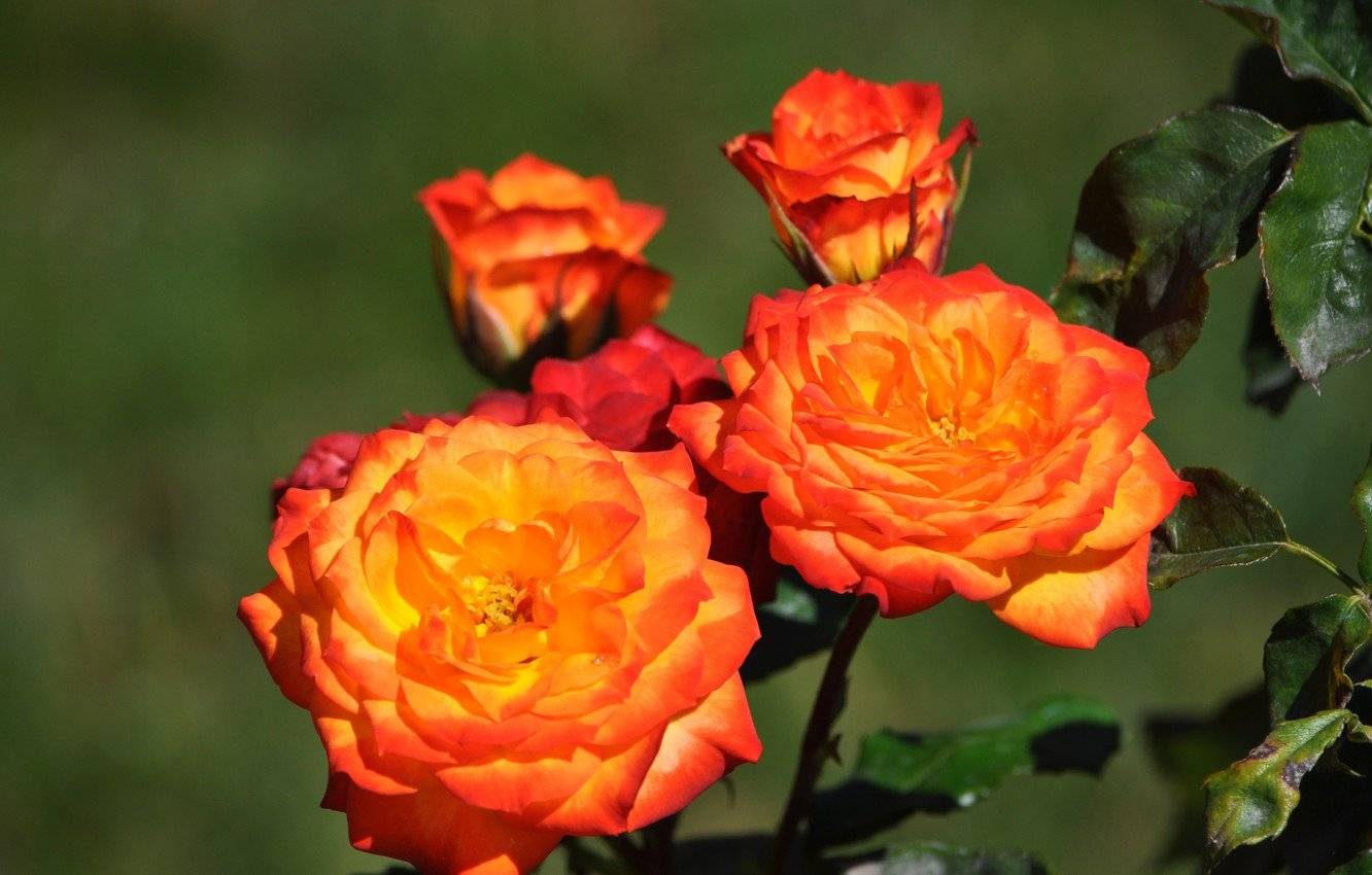 Об оранжевых розах: описание сортов плетистой кустовой розы оранжевого цвета