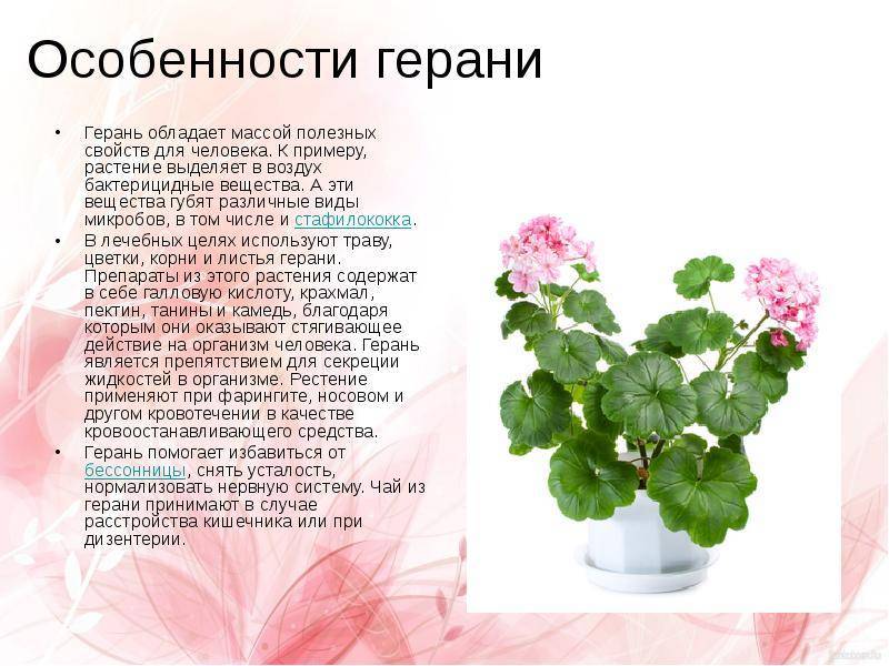 Герань (цветок) – 10 полезных свойств и применение