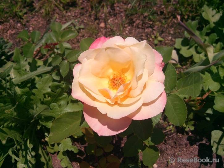 Розы флорибунда: сорта, посадка, выращивание и уход