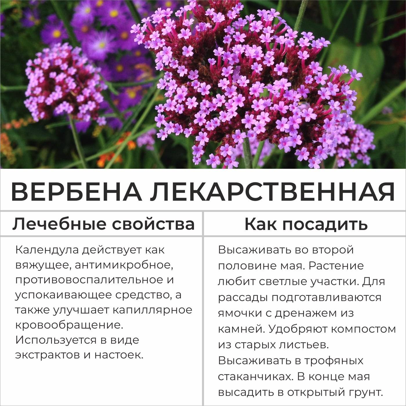 Вербена (фото цветов): посадка и уход, виды, выращивание