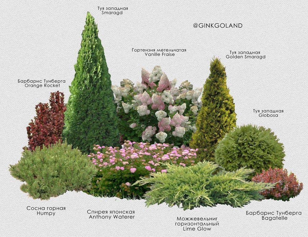 Клематисы в дизайне сада, с какими растениями они лучше растут