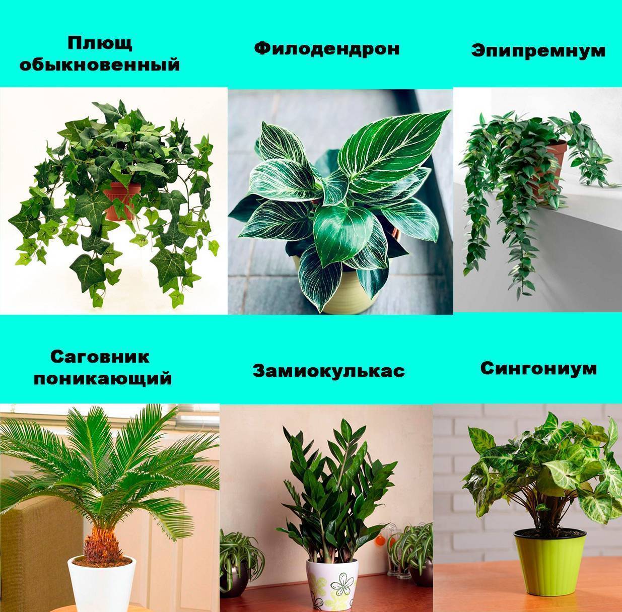 Ядовитые комнатные растения: фото, названия и краткие описания