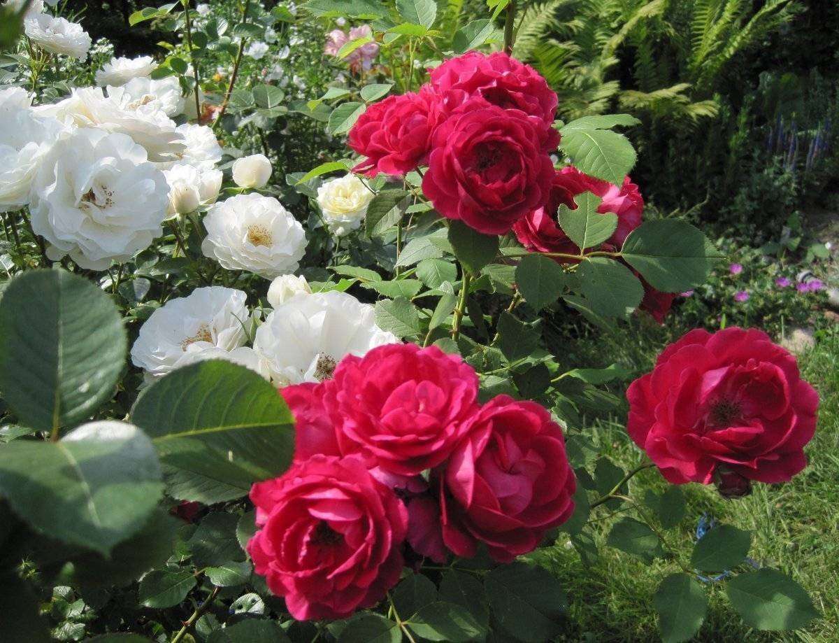 Нина вейбул роза, описание, характеристики, отзывы и уход
