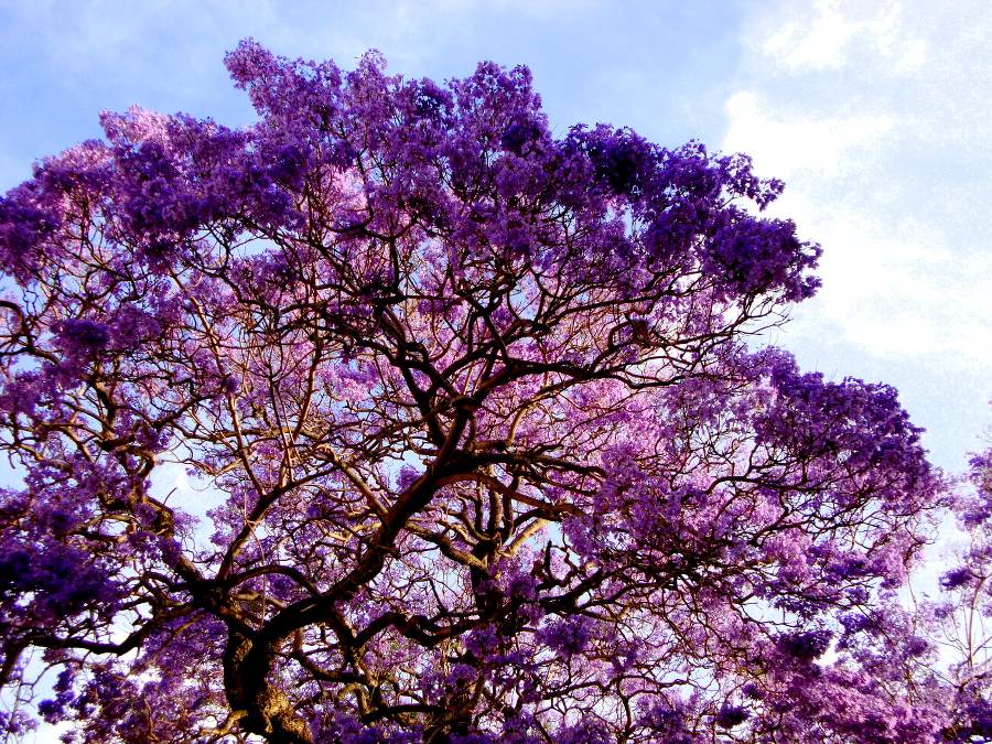 Жакаранда — дерево с фиолетовыми цветами