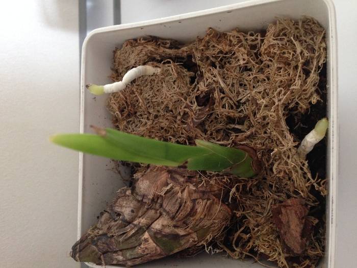 Цимбидиум - сельская орхидея: разведение и уход в домашних условиях