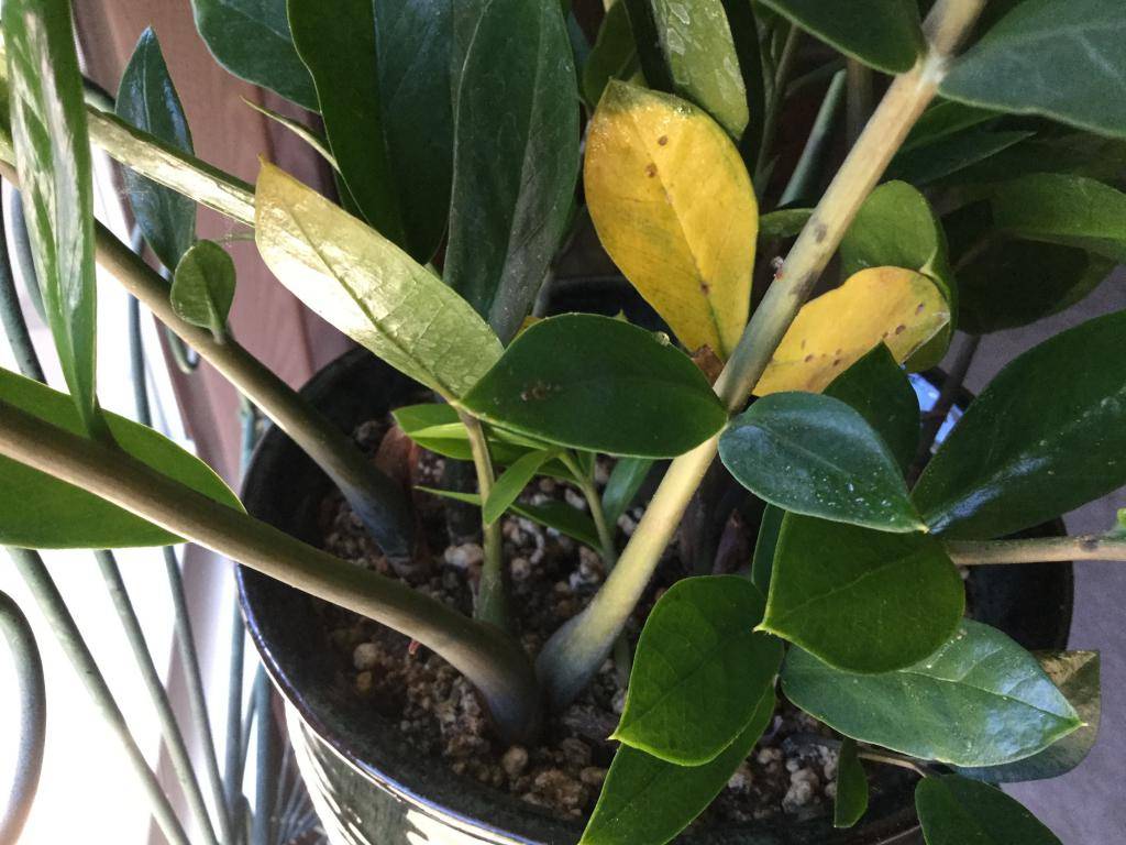 Замиокулькас — желтеют листья