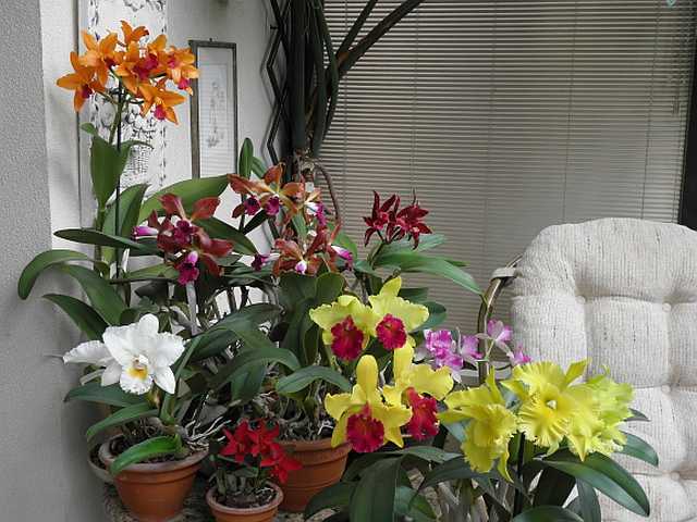 Орхидея каттлея: виды с фото и уход в домашних условиях, размножение и пересадка
