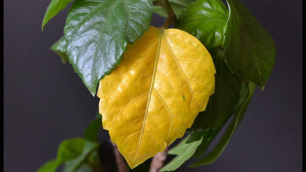 Почему желтеют листья у гибискуса и что делать