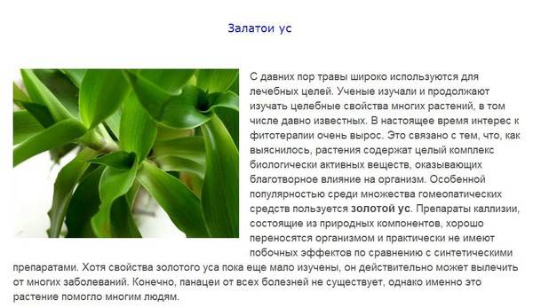 Золотой ус: выращивание в домашних условиях, особенности ухода, размножение, фото - sadovnikam.ru