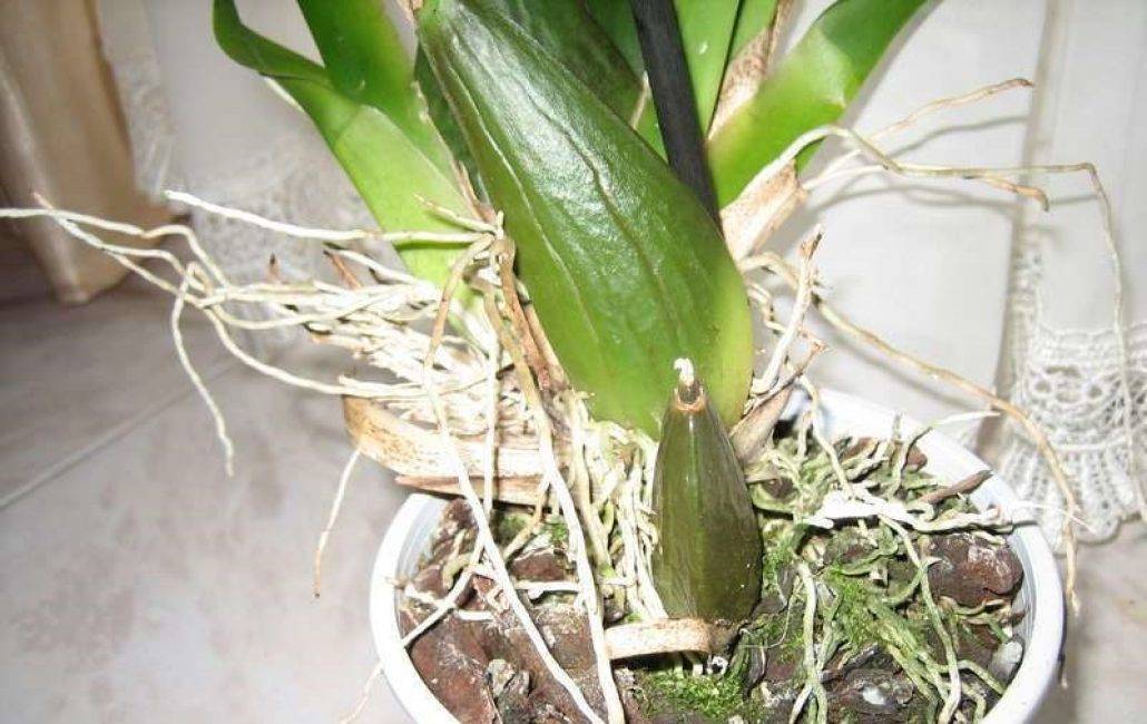 Онцидиум в домашних условиях: уход, все о пересадке, содержании и выращивании орхидеи, а также какой выбрать грунт и как нарастить корни, если они сгнили