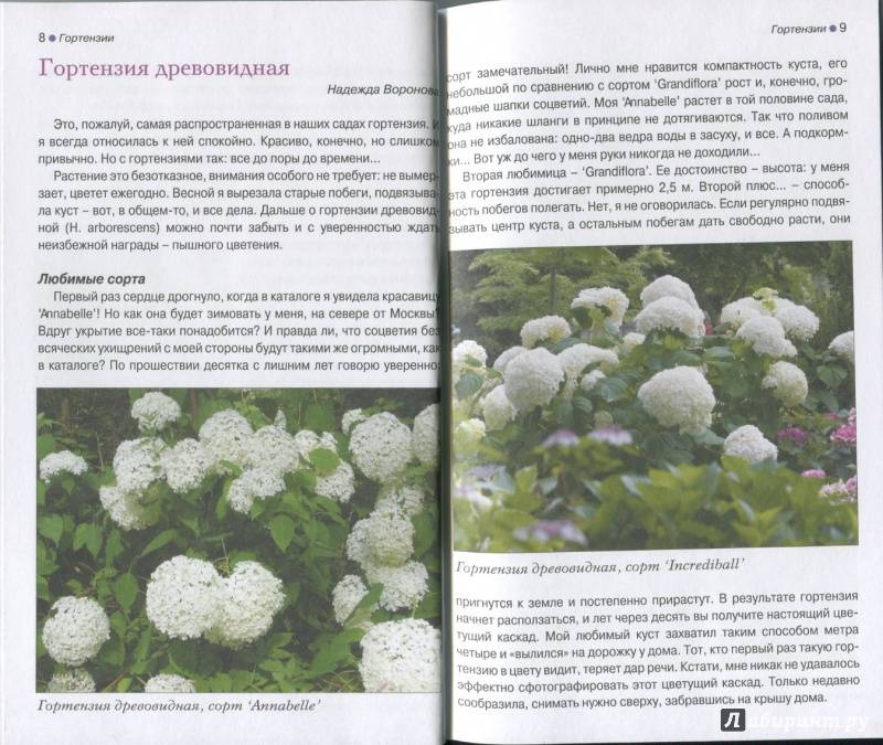 Гортензия: виды и сорта для российских садов (фото с названиями)