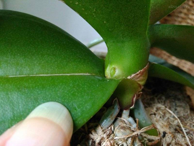 Цитокининовая паста для орхидей — применение, отзывы, как пользоваться