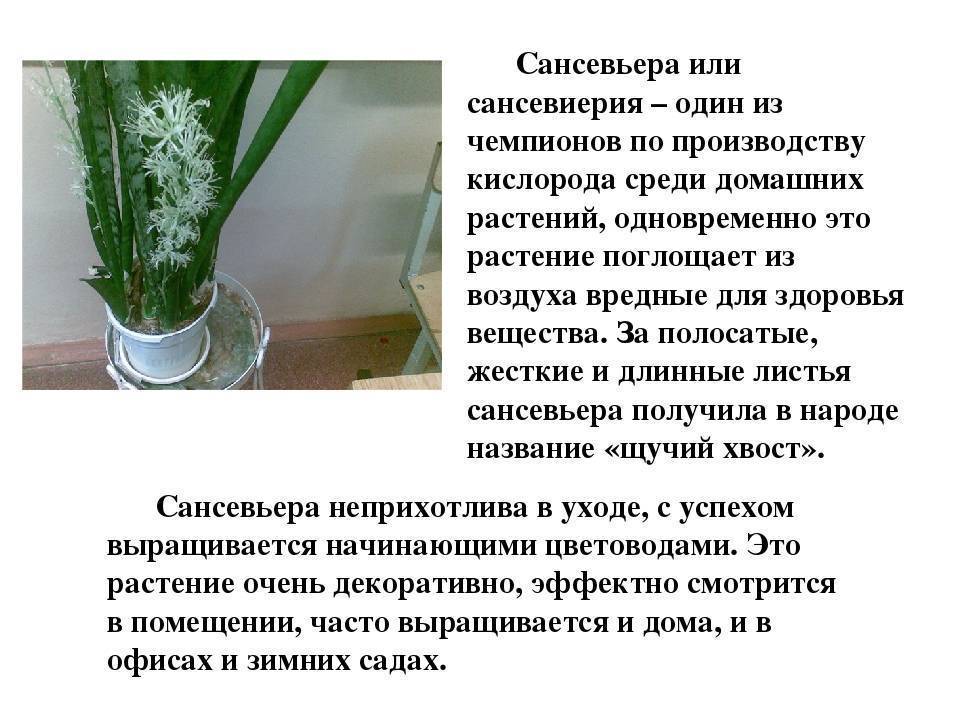 «щучий хвост» — уход и размножение цветка в домашних условиях — life-sup.ru