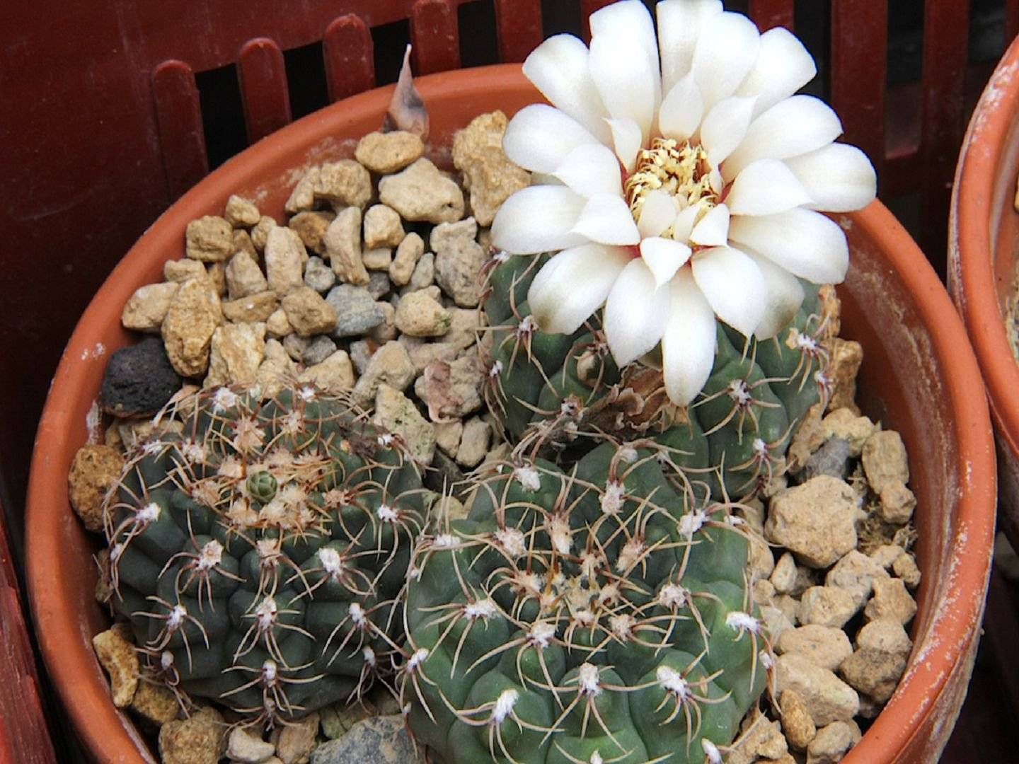 Гимнокалициум. Gymnocalycium Квеля. Кактус Гимнокалициум микс. Гимнокалициум quehlianum. Кактус Гимнокалициум цветение.