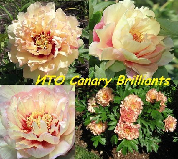 Пион канари бриллиантс (canary brilliants): фото и описание, отзывы