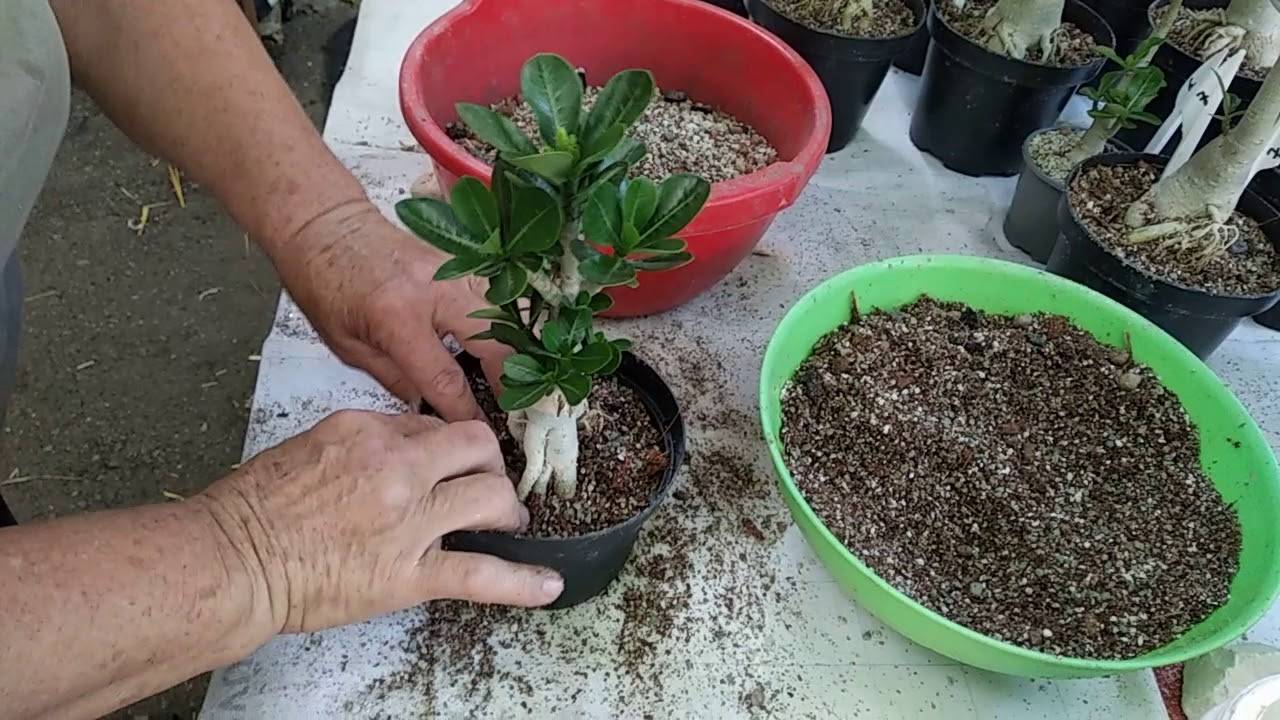 Порядок действий при выращивании адениума из семян в домашних условиях, пересадка сеянцев