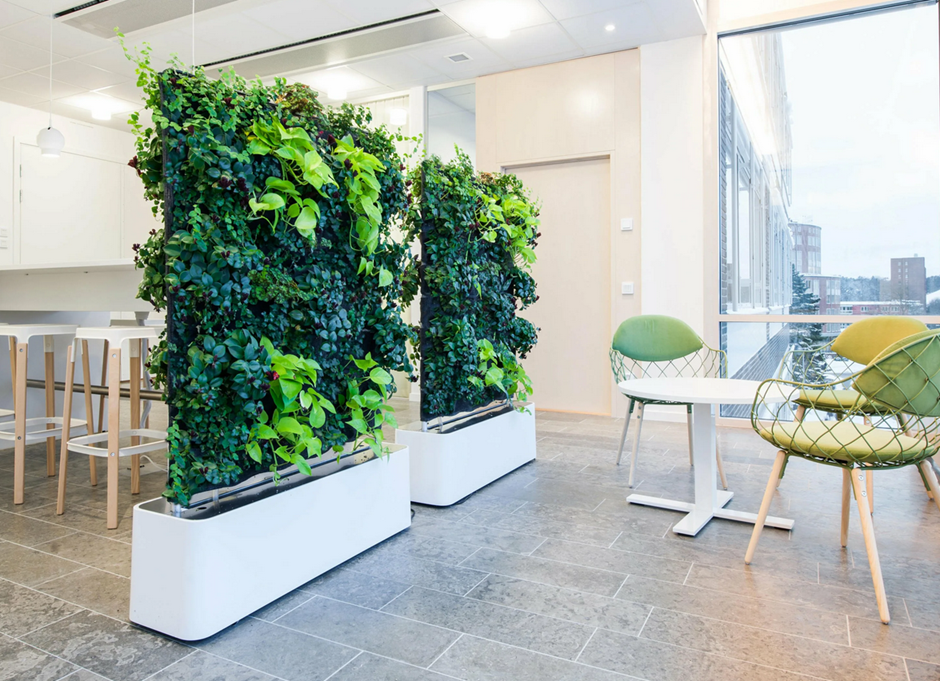 Озеленение интерьеров. растения для вертикального озеленения внутри помещения (40 фото)