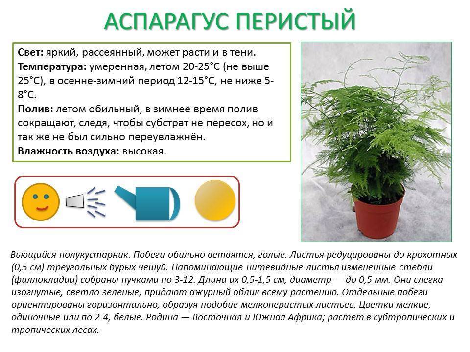 Цветок аспарагус комнатный: виды и фото, уход в домашних условиях