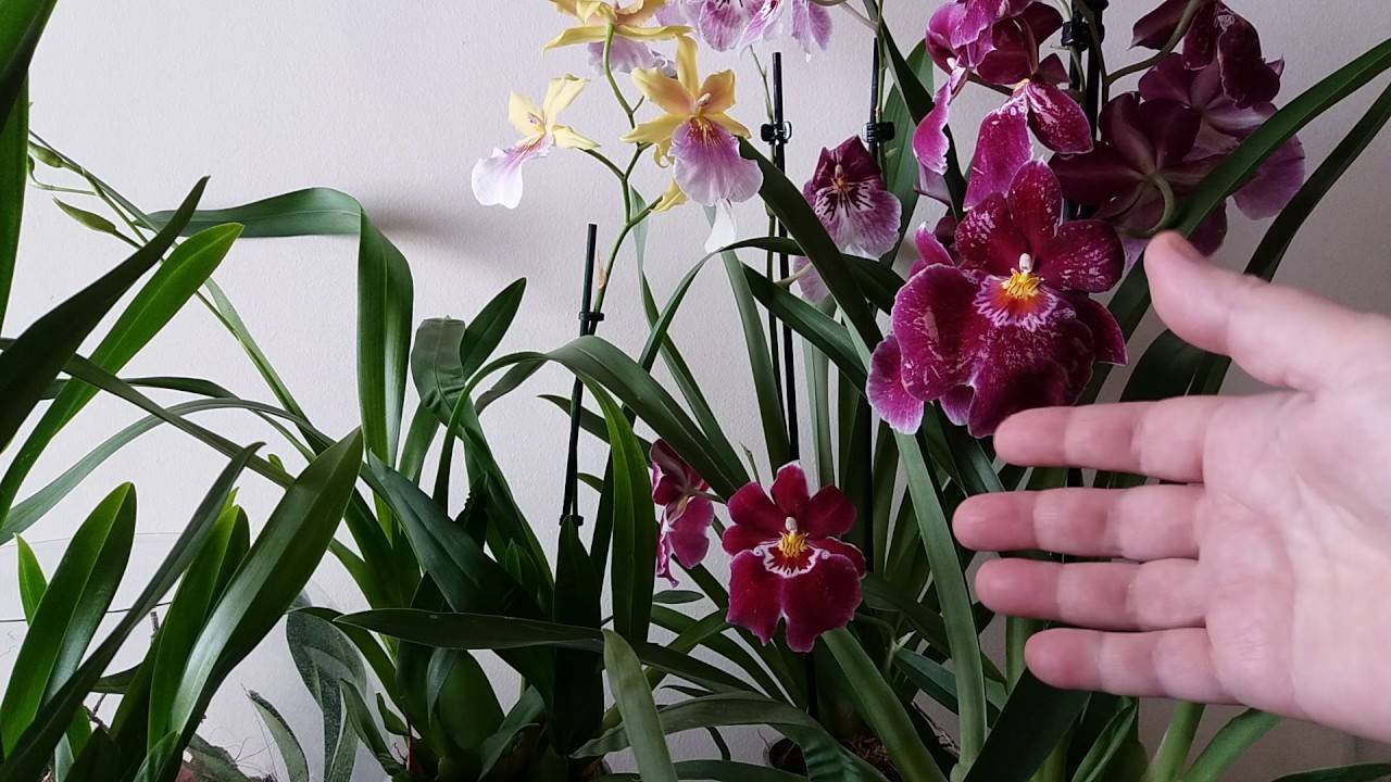 Мильтония: уход в домашних условиях. выращивание орхидеи, полив, размножение.
