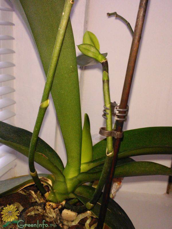Как правильно отсадить детку у орхидеи в домашних условиях