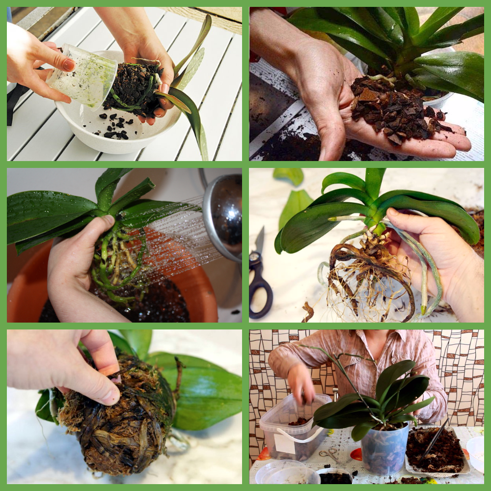 Как пересаживать орхидею в домашних условиях: как правильно пересадить после покупки и в какой горшок, когда можно, пошаговая инструкция пересаживания