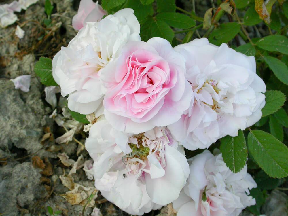 Парковые розы: уход и выращивание в открытом грунте