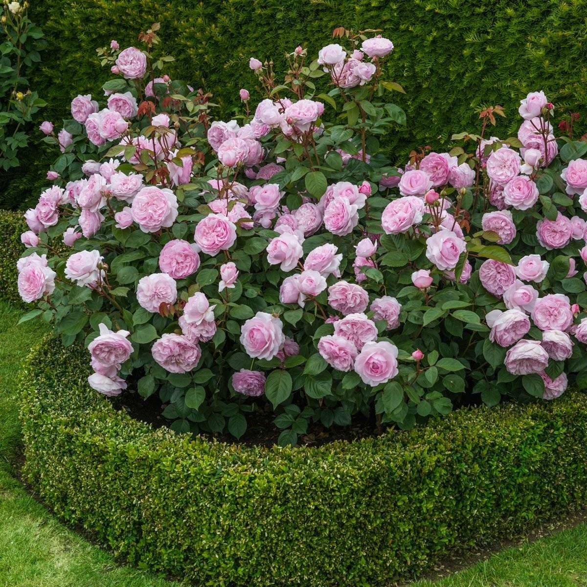 Роза флорибунда фрезия: описание сорта, фото и отзывы садоводов