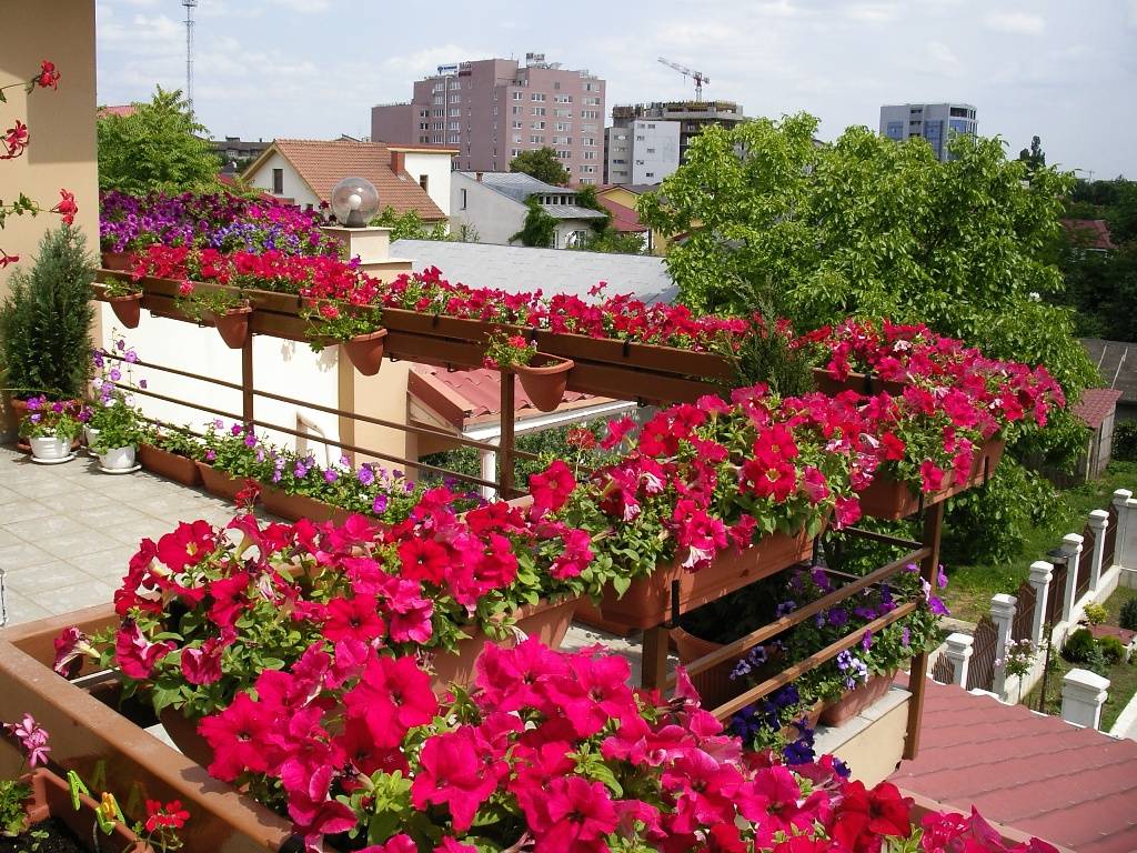Петуния балконная: выращивание и уход за ней на балконе