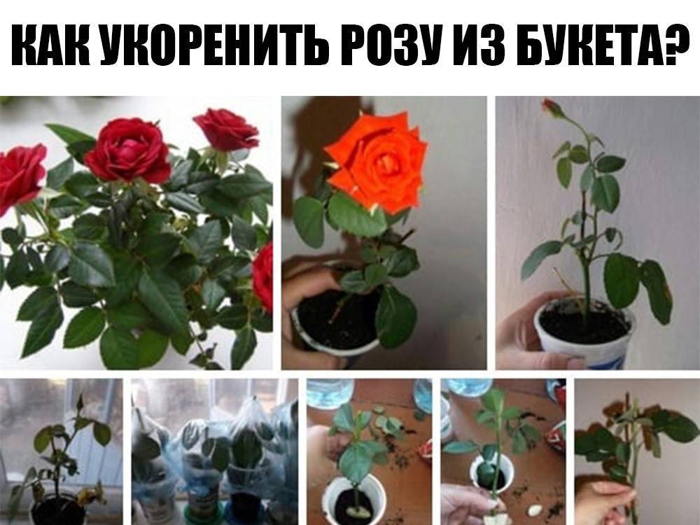 Роза в доме: приметы и суеверия, можно ли держать в комнате или выращивать зимой на подоконнике