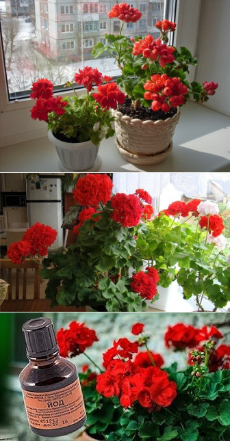 Чем подкормить герань для обильного цветения в домашних условиях: удобрения, йод, перекись