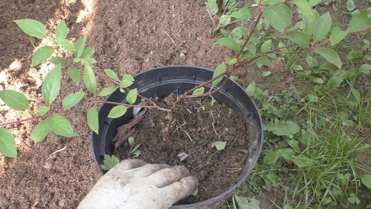 Садовая гортензия: особенности выращивания, посадка и уход в открытом грунте