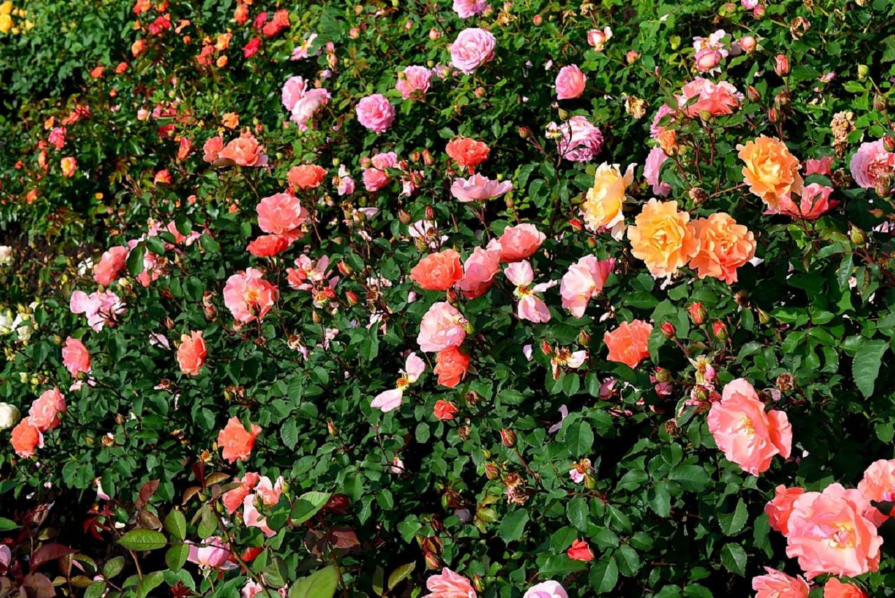 Ароматные розы – лучшие сорта для вашего сада