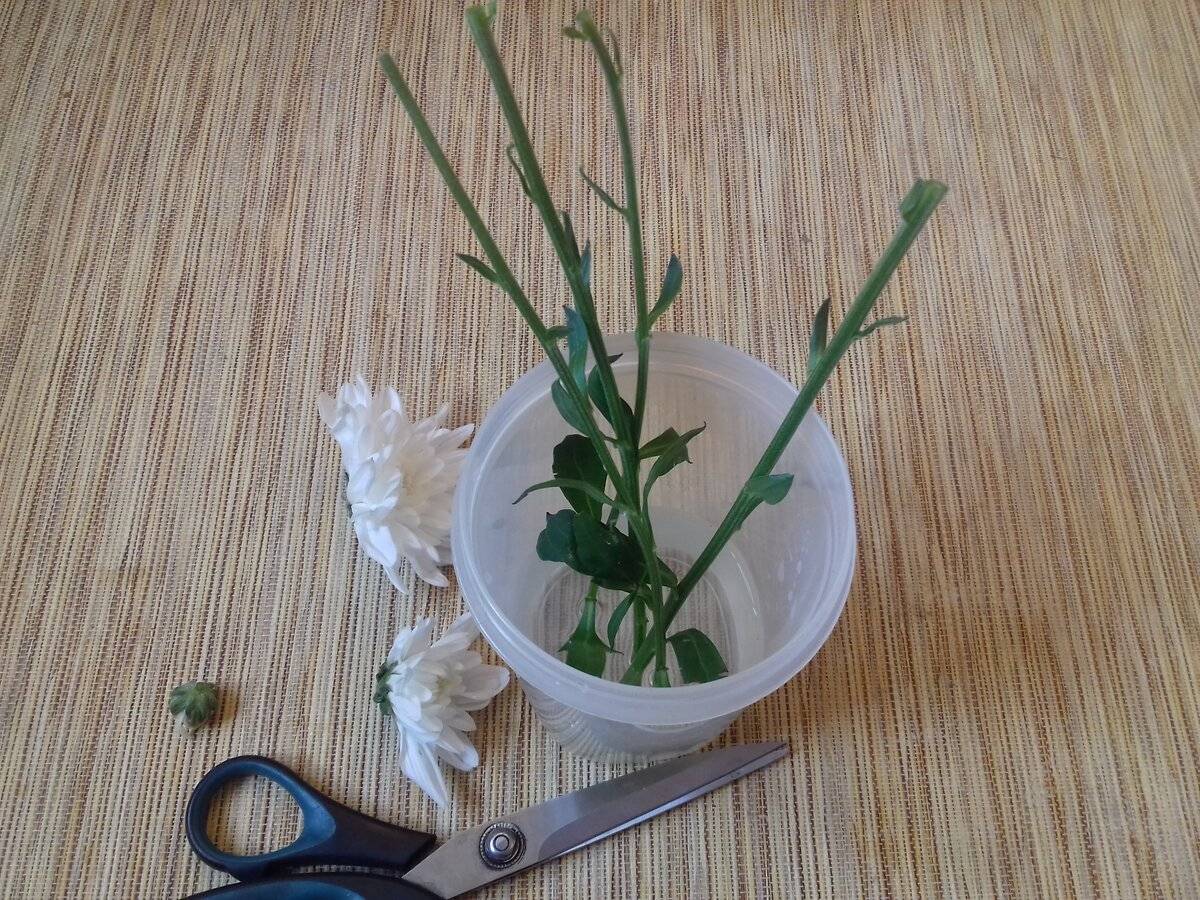 Как укоренить хризантему из букета в домашних условиях. пошагово с фото (весной, зимой, осенью 2020 года)