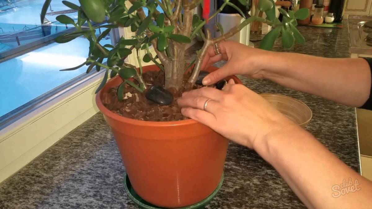 Как посадить денежное дерево (толстянку) правильно: отростком, из листочка и как поливать летом