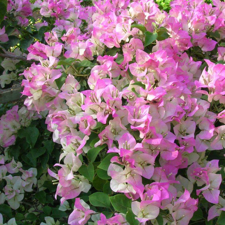 Цветок бугенвиллия в домашних условиях: уход, выращивание, размножение черенками, посадка, садовая дома, сорта