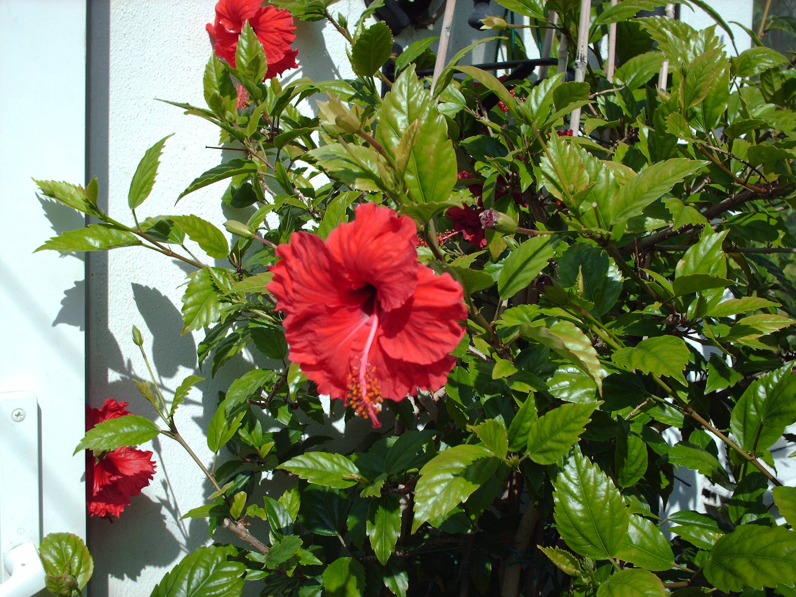 Выращивание гибискуса садового — секреты обильного цветения