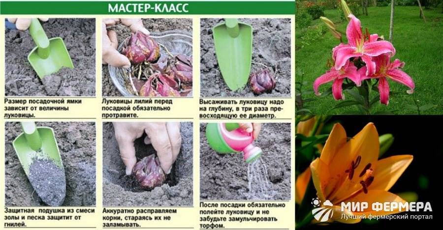 Лилии: посадка и уход в открытом грунте, особенности выращивания, фото - sadovnikam.ru