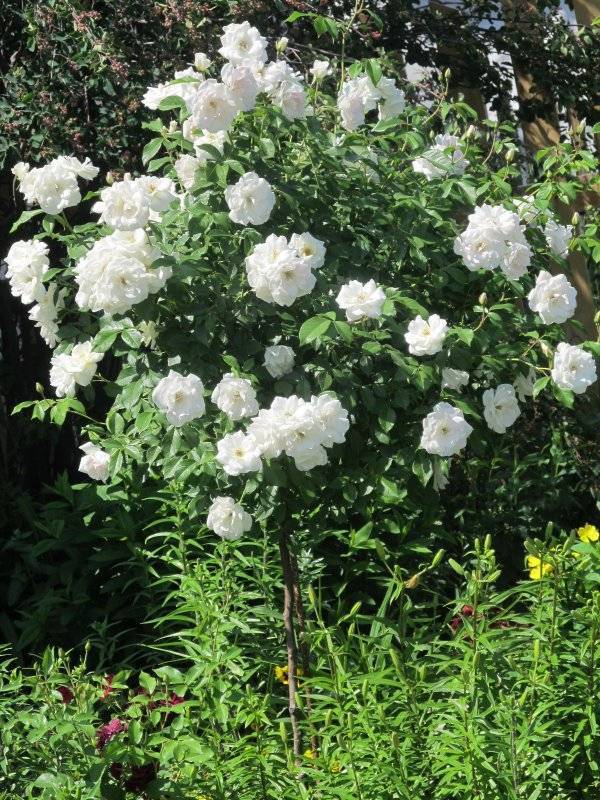Роза флорибунда: лучшие сорта с фото и названиями, посадка, выращивание и уход, осенью, на зиму   | qlumba.com