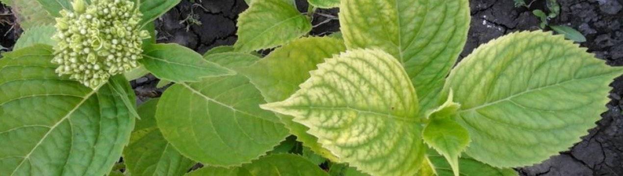 Болезни и вредители фикуса. почему у растения скручиваются листья?