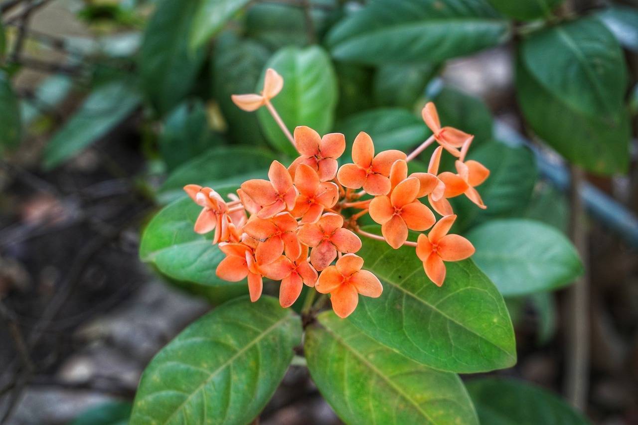 9 редких красивоцветущих тропических растений для выращивания дома