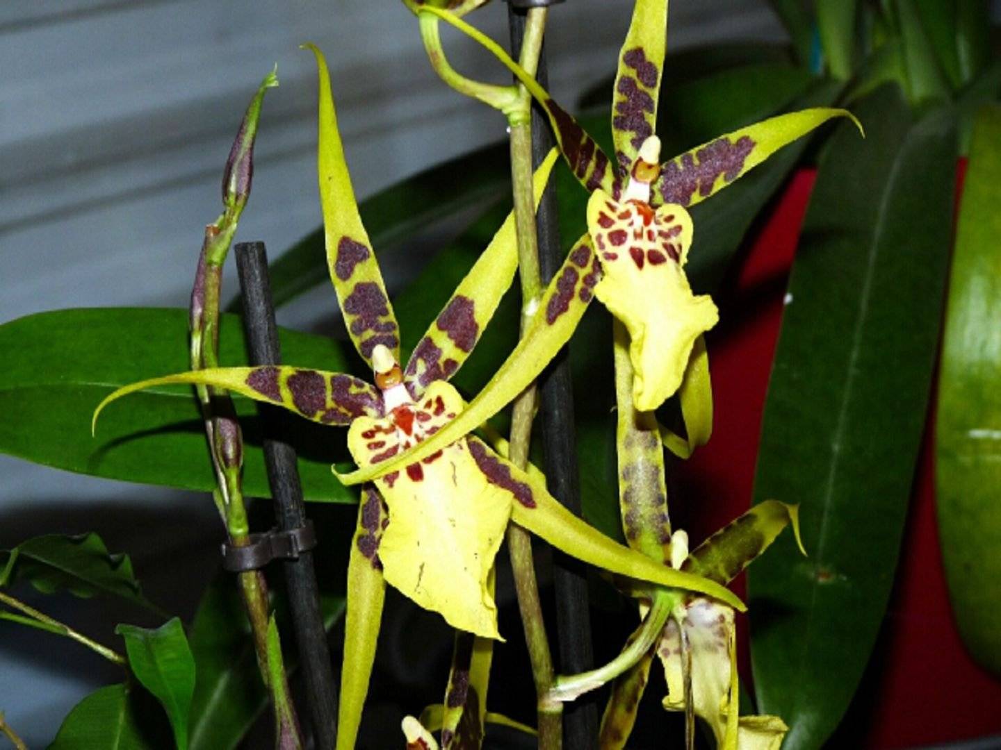 Брассия – орхидея паук в домашних условиях 