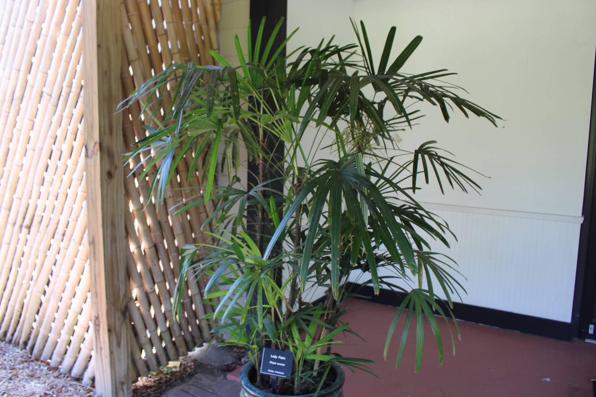 Рапис высокий - идеальная пальма для вашего дома