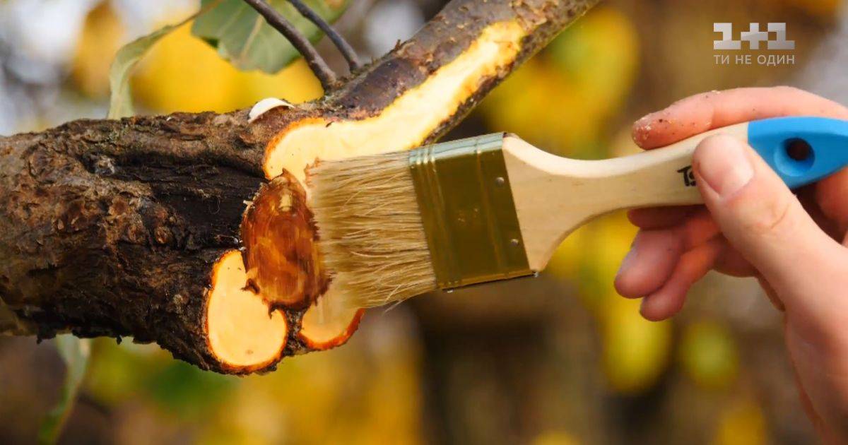 Обрезка плодовых деревьев — обзор лучших способов и техник обрезки своими руками. подготовка дерева, выбор времени и инструментов