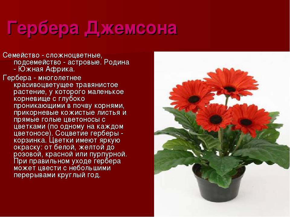 Герберы: популярные сорта цветка с подробным описанием и фото, классификация по видам и гибриды для дома