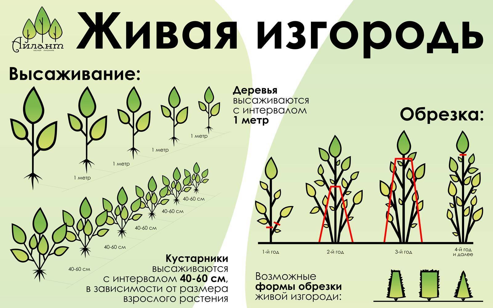 Схема посадки спиреи для живой изгороди