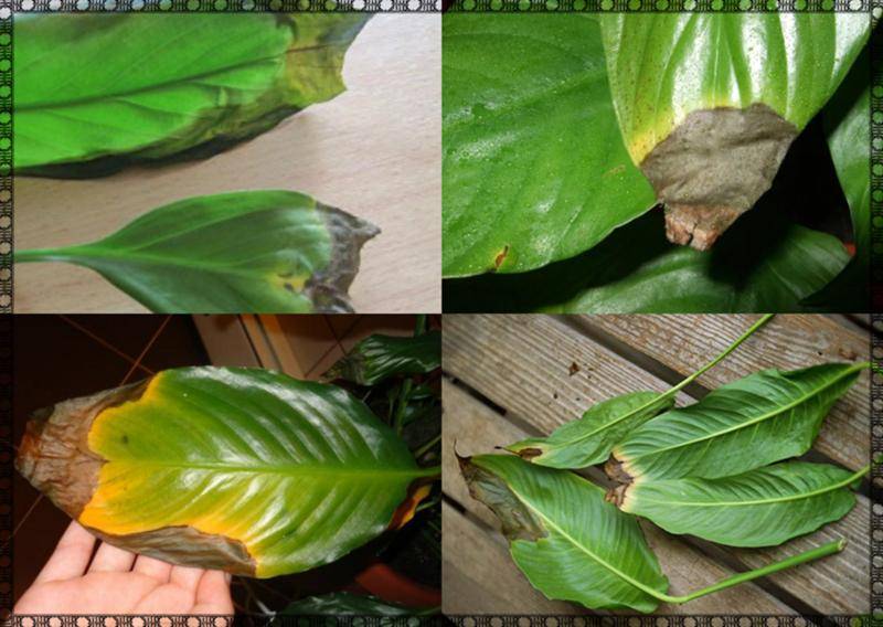 Почему желтеют листья у спатифиллума, причины и их устранение
