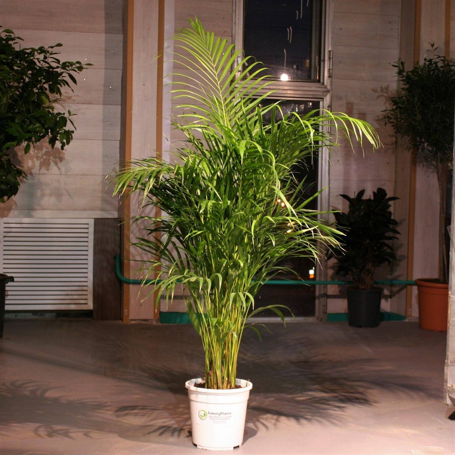 Хризалидокарпус (chrysalidocarpus). правила ухода, выращивания и пересадки.